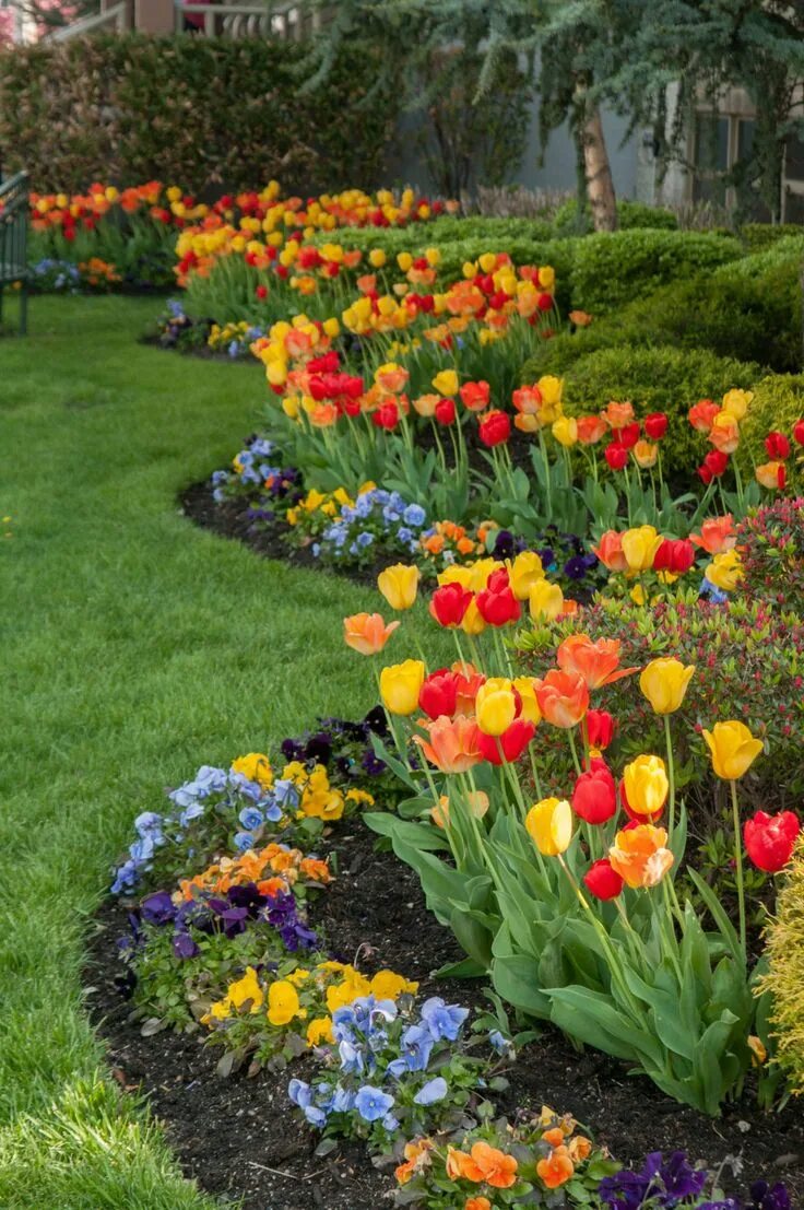 Клумбы с тюльпанами фото дизайн COLORBLENDS Tulips in the Landscape Идеи озеленения, Композиции цветников, Садов