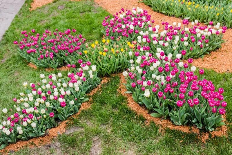 Клумбы с тюльпанами фото дизайн Flowerbed of Tulips in a Flower Shape Stock Photo - Image of dappled, blooming: 