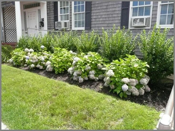 Клумбы со спиреей фото This garden picture is of a simple foundation of endless summer hydrangea, backe