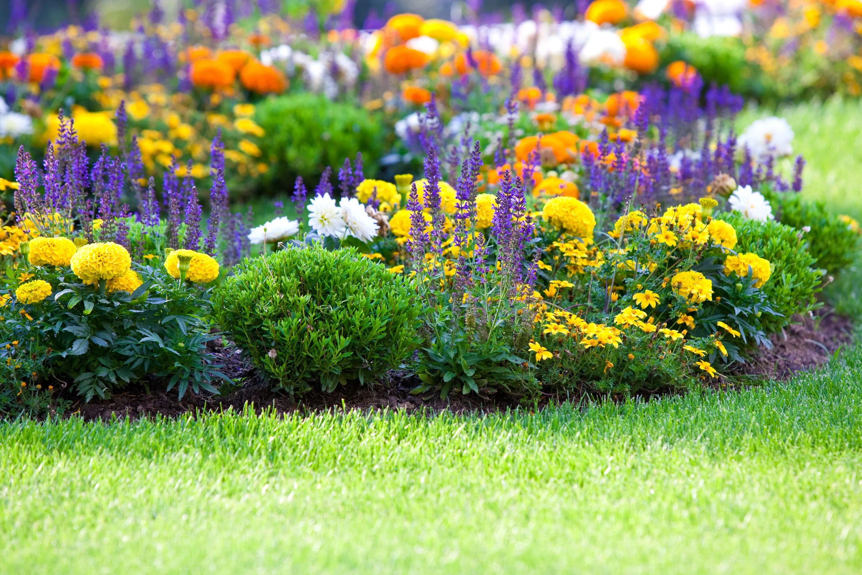 Клумбы сочетание цветов фото Kathleen's Lawn & Ornamental Pest Control keeps wiping Ewing out of Holganix!