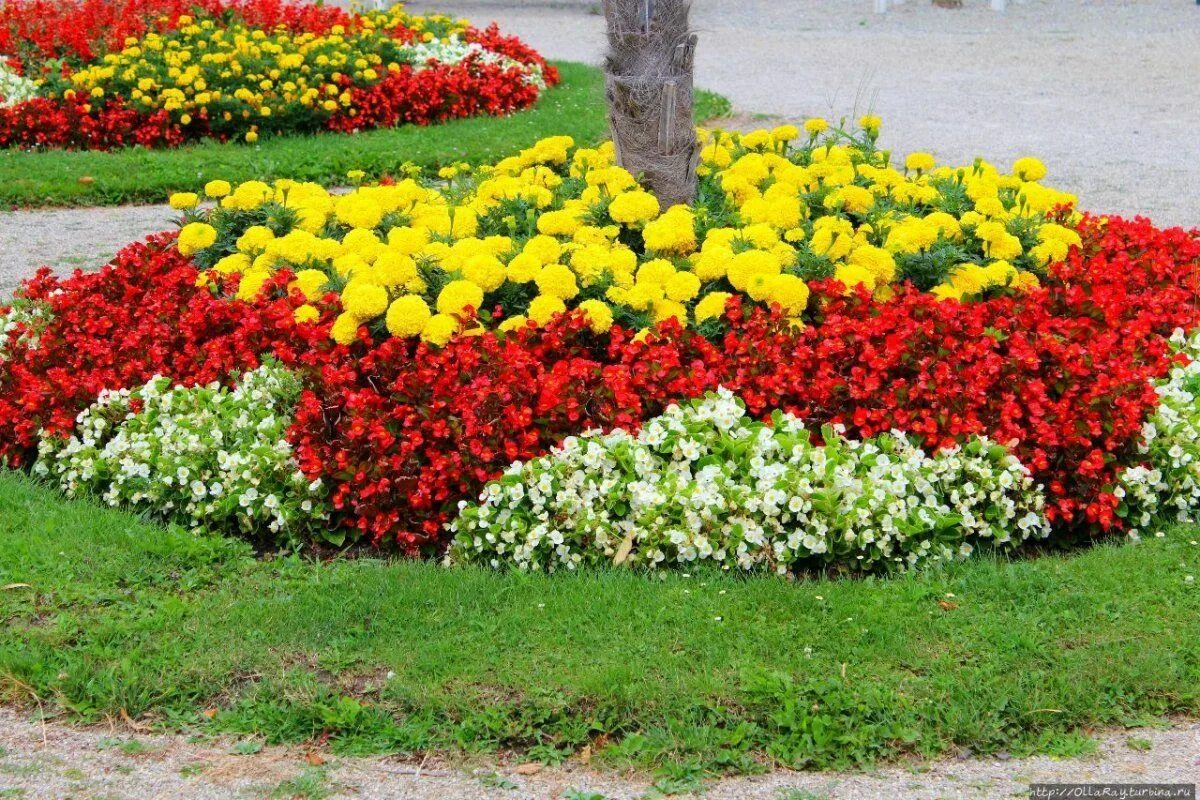 Клумбы сочетание цветов фото Клумбы с бархатцами и цинерарией - 35 фото