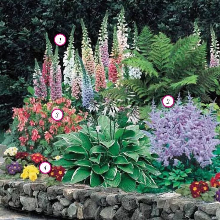 Клумбы тенелюбивых многолетников фото Perennials Shade plants, Shade loving perennials, Shade perennials