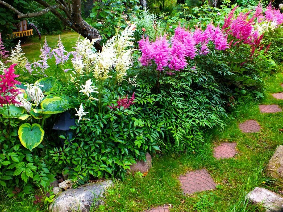 Клумбы тенелюбивых многолетников фото Цветник в тени Geraniums, Astilbe, Plants