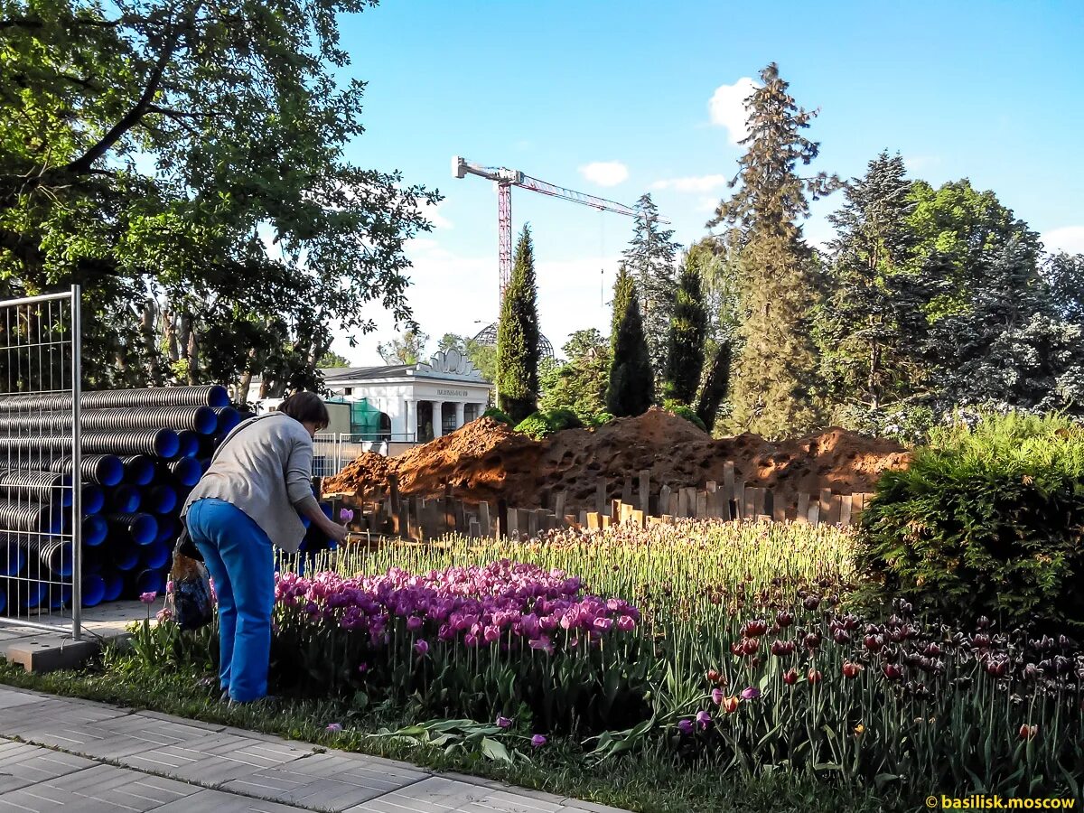 Клумбы вднх фото Немолодая женщина срывает и топчет тюльпаны на ВДНХ. Москва. Май 2018. (7 фото) 