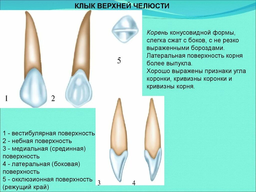 Клык зуб верхний фото Картинки ХОРОШО РАЗВИТЫЕ РЕЗЦЫ ИМЕЮТ