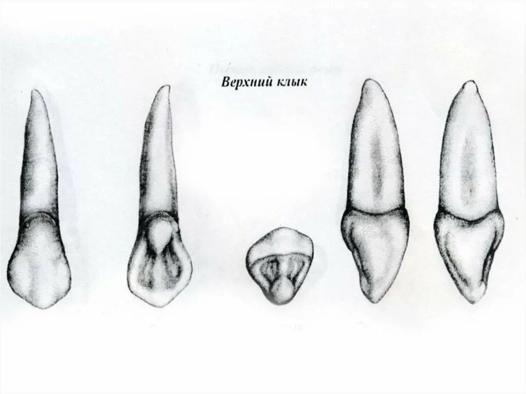 Клык зуб верхний фото Модель клыка