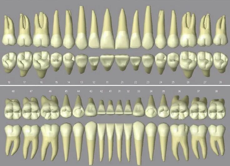 Клык зуб верхний фото Piezas dentales Dental, Dental art, Dental anatomy