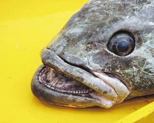 Клыкач рыба википедия фото и описание CITES members silent over failure to address illegal toothfish fishing - Wildlif