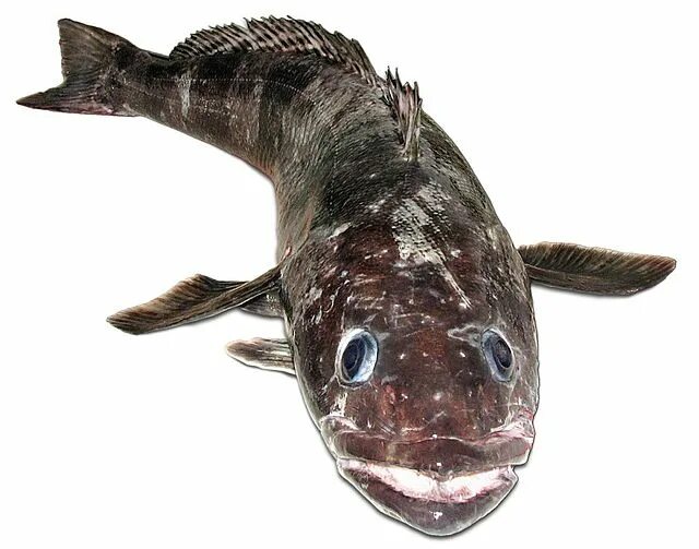 Клыкач рыба википедия фото и описание Файл:Dissostichus mawsoni2.jpg - Википедия
