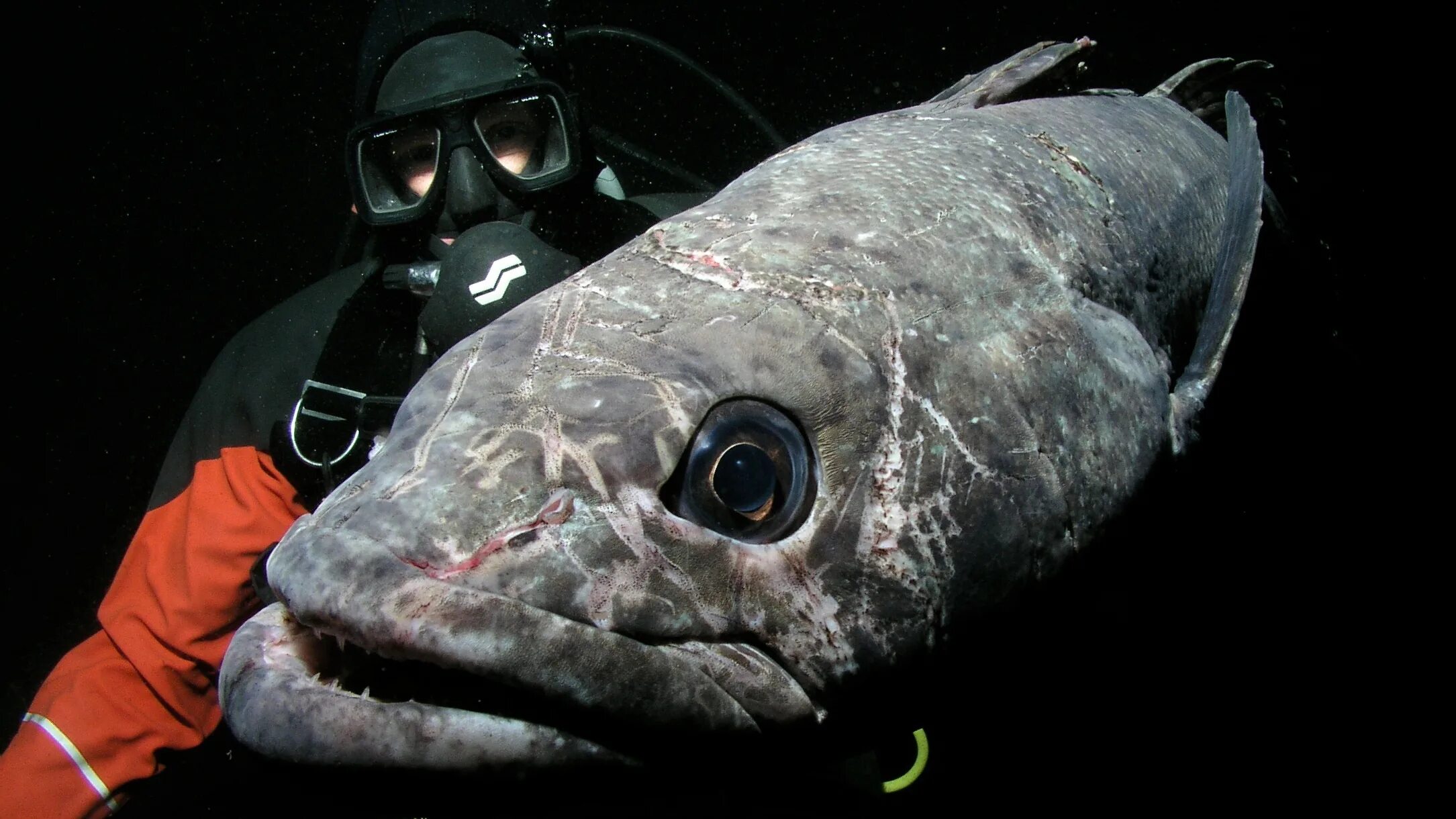 Клыкач рыба википедия фото и описание 33 Antarctic Species We Love and Must Protect: Part 1 The Pew Charitable Trusts
