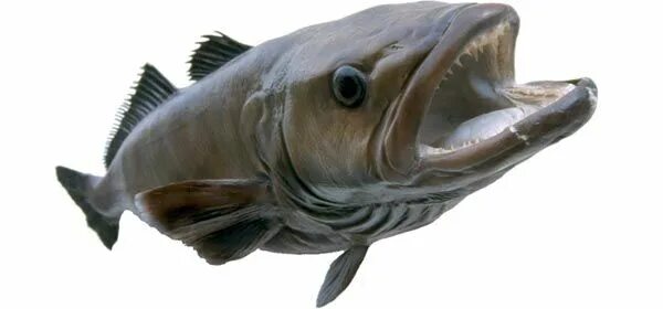 Клыкач рыба википедия фото и описание Some Chilean Sea Bass Is Labeled Sustainable (Published 2006)