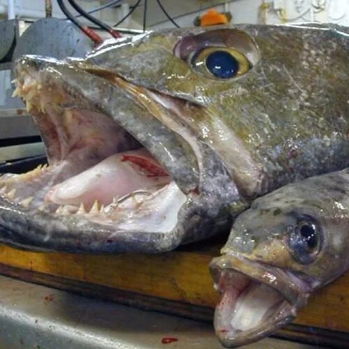Клыкач рыба википедия фото и описание Stream Chilean Sea Bass DLC (for Boner Juice EP) by Palenville Heat Listen onlin