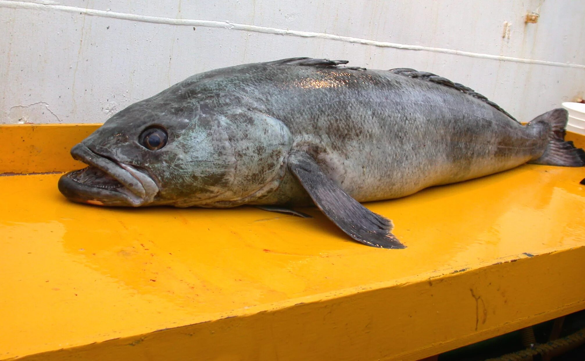 Клыкач рыба википедия фото и описание Файл:Dissostichus mawsoni NOAA Fish8711.jpg - Википедия