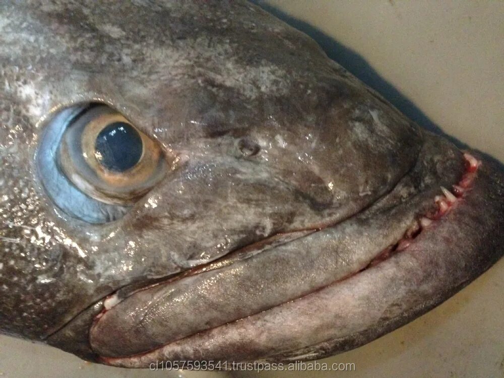 Клыкач рыба википедия фото и описание Source Patagonian Toothfish / Chilean Sea Bass WE ARE PRODUCERS ! on m.alibaba.c
