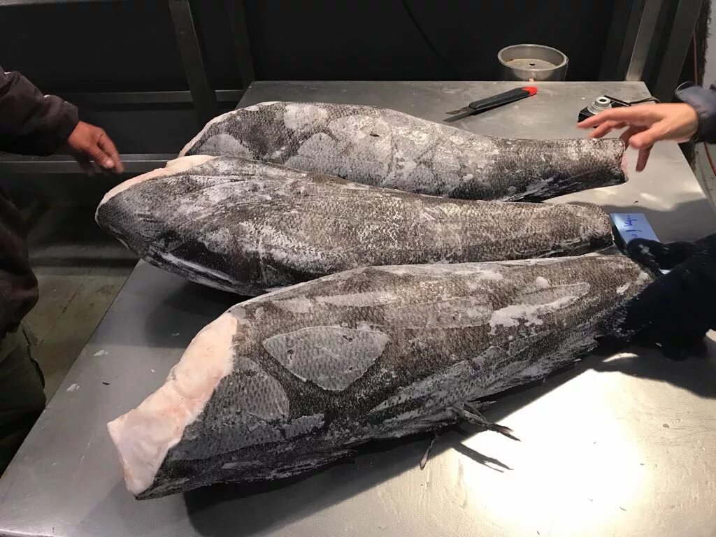 Клыкач рыба википедия фото и описание Рыба патагонский клыкач - где обитает и чем интересна.