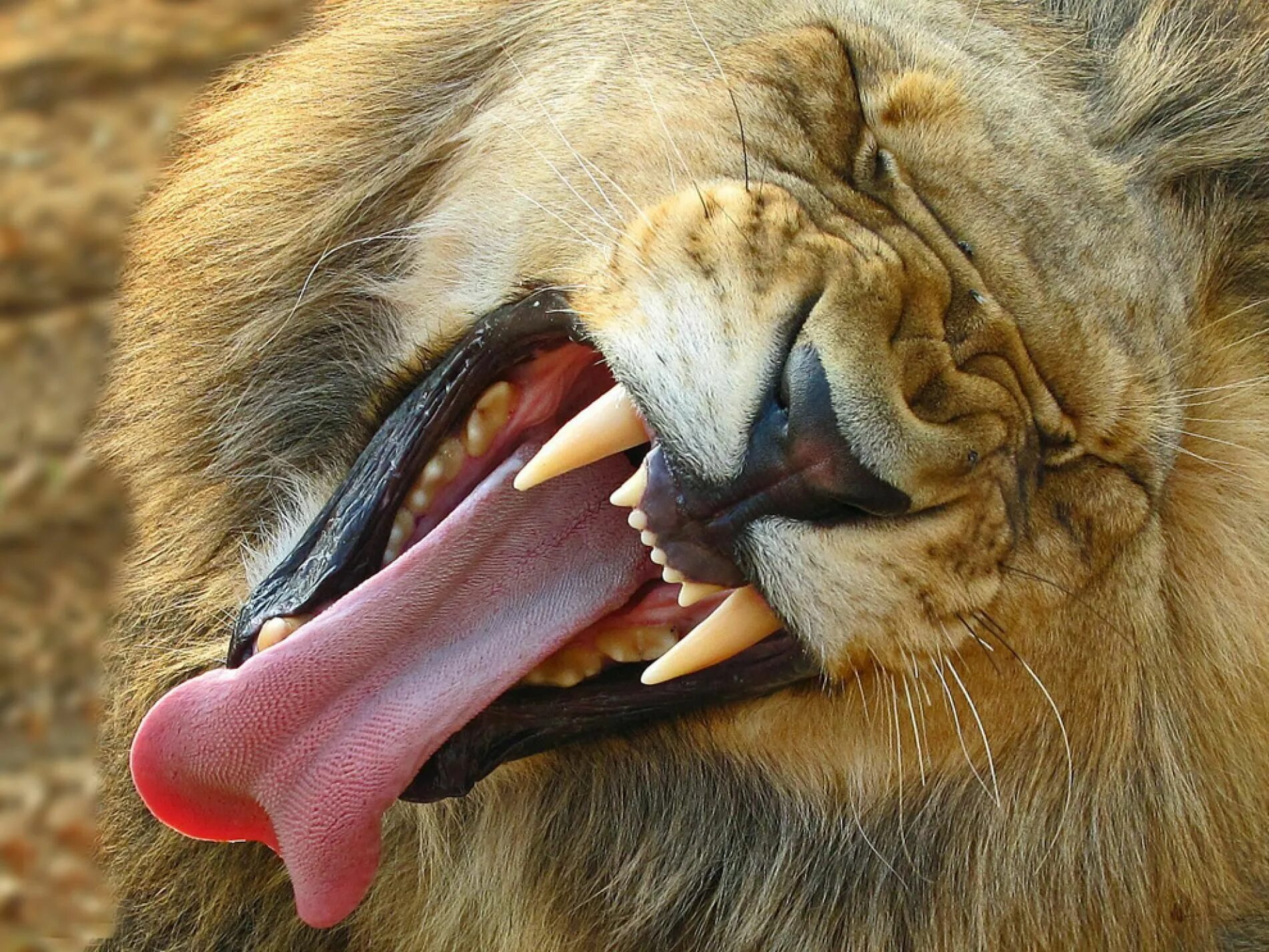 Клыки животных фото Lion, South Africa Lions photos, Lions, Animal photography