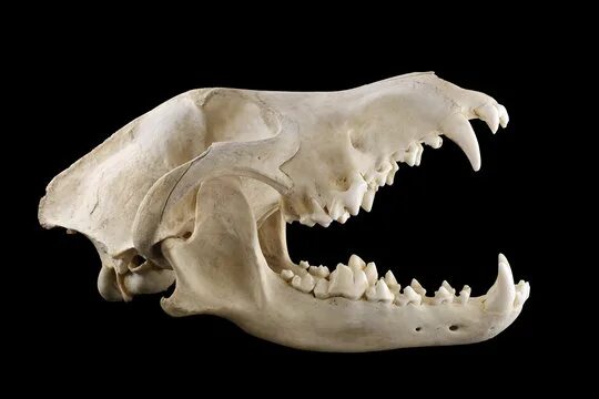 Клыки животных фото Wolf Skull Изображения: просматривайте стоковые фотографии, векторные изображени