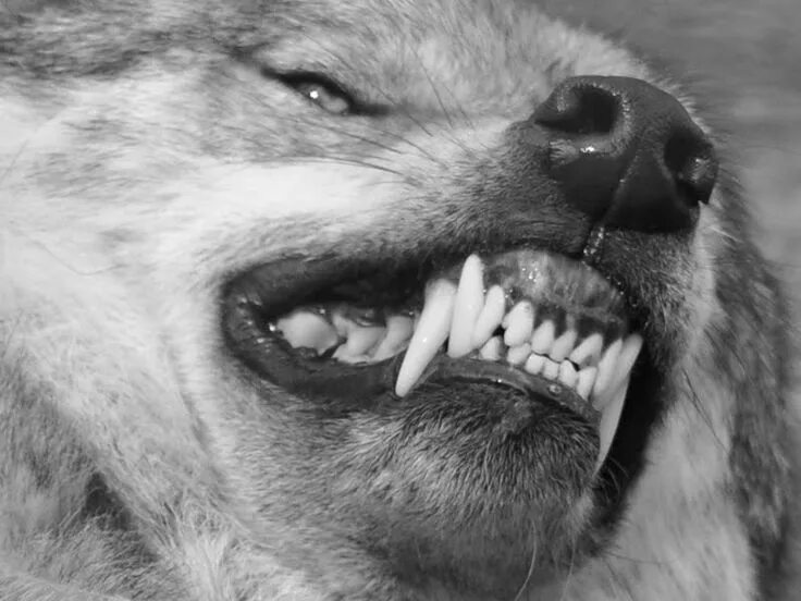 Клыки животных фото Pin by JA Evon on Sublime Things Wolf husky, Wolf love, Wolf pictures