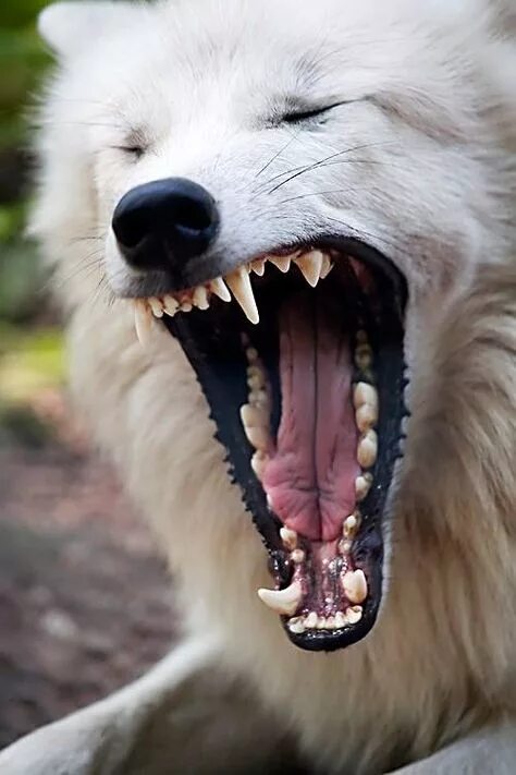 Клыки животных фото 10 популярных идей на тему "wolf teeth tattoo" для вдохновения