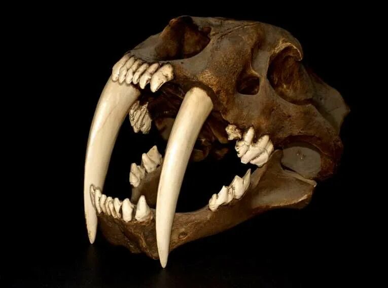 Клыки животных фото sabertooth cat skull Extinction, Big teeth, Cat skull