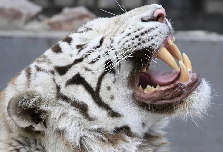 Клыки животных фото Animal Tracks: May 15 - 22 Tiger attack, Animal tracks, Animals