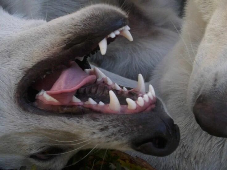 Клыки животных фото witches allowed Dog teeth, Bad dog, Canine tooth