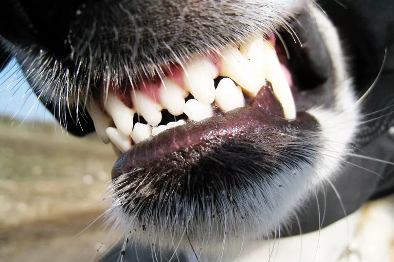 Клыки животных фото Here is what the law says on dogs biting home intruders in an emergency situatio