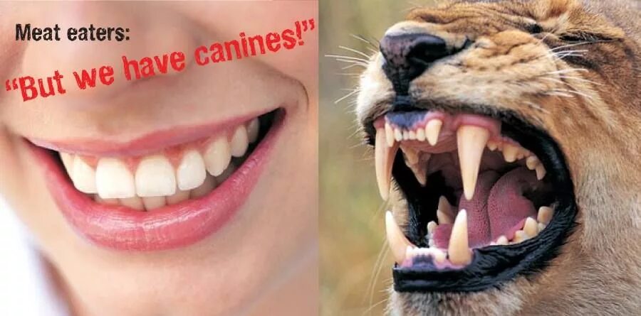 Клыки животных фото Whenever meat eaters talk about their teeth... Vegan quotes, Meat eaters, Vegan 