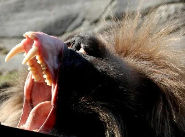 Клыки животных фото 12 fotos de animais com dentes horripilantes ESPÉCIES ESTRANHAS Dentição, Fotos 