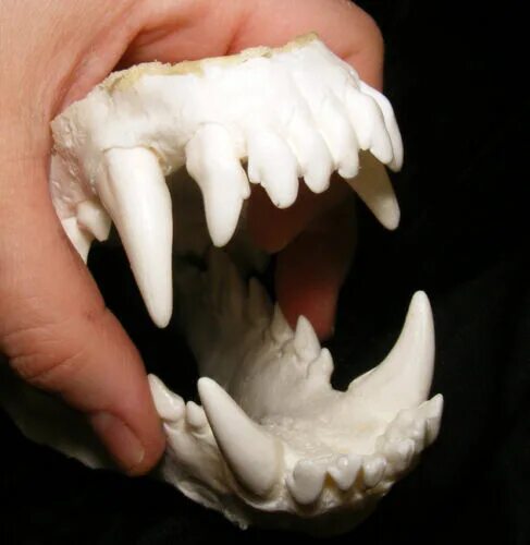 Клыки животных фото Wolf dog hybrid jaws teeth cast taxidermy eBay