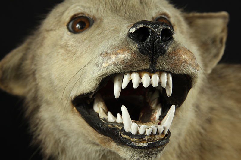 Клыки животных фото What big teeth you have. - More Than A Dodo