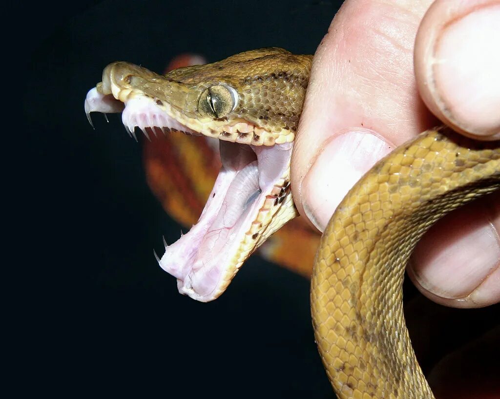 Клыки змеи фото Amazon Tree Boa (Corallus hortulanus) Found in the Peruvia. Flickr