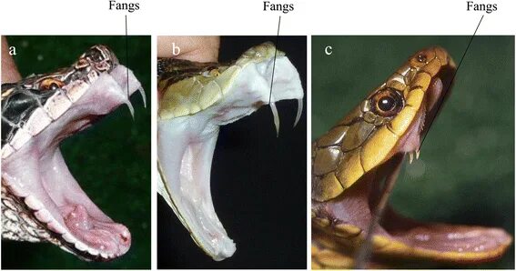 Клыки змеи фото Venomous snake bites: clinical diagnosis and treatment Journal of Intensive Care