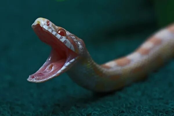 Клыки змеи фото open wide snake big mouth by thermosoflask ePHOTOzine