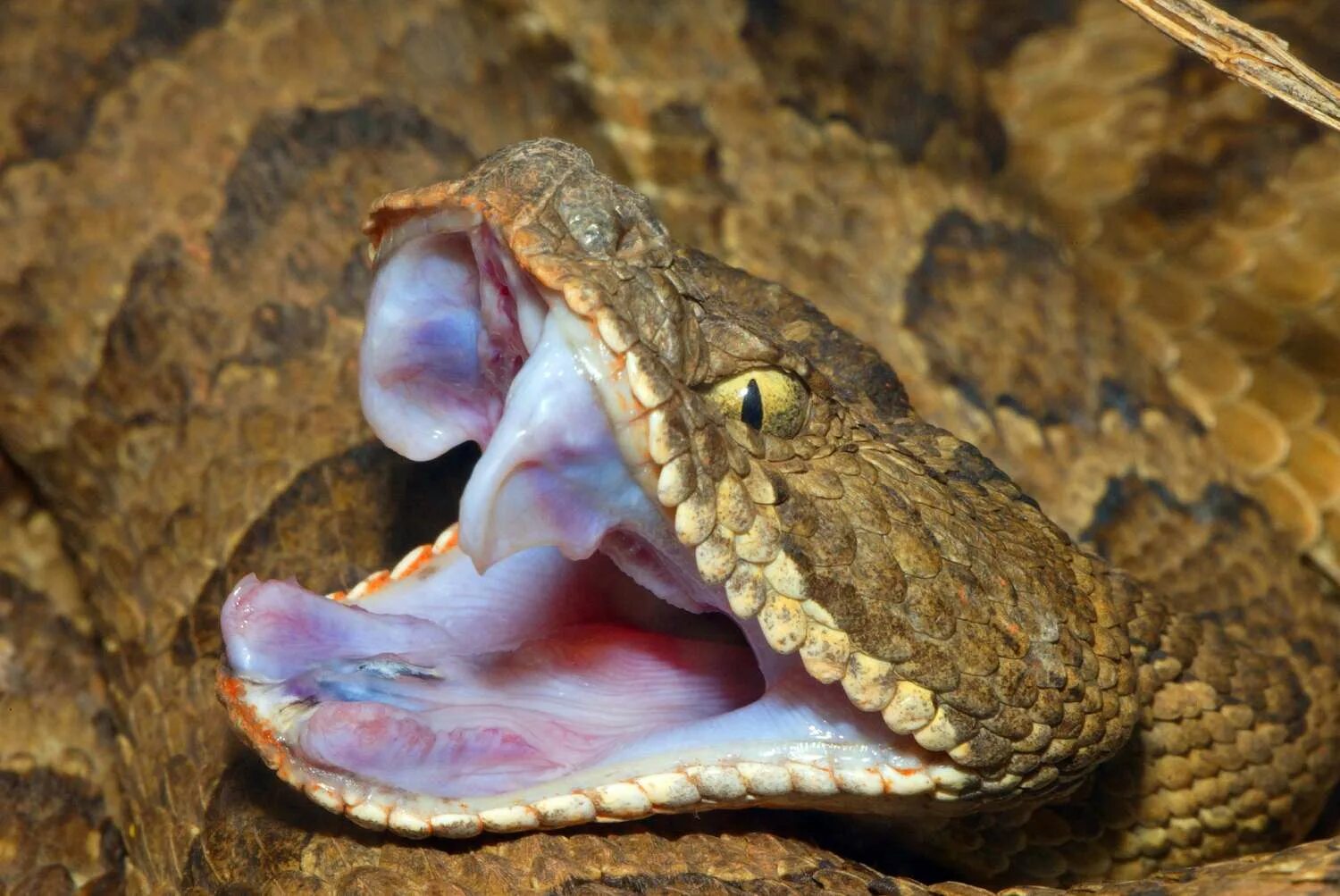 Клыки змеи фото 12 Remarkable Facts About Rattlesnakes