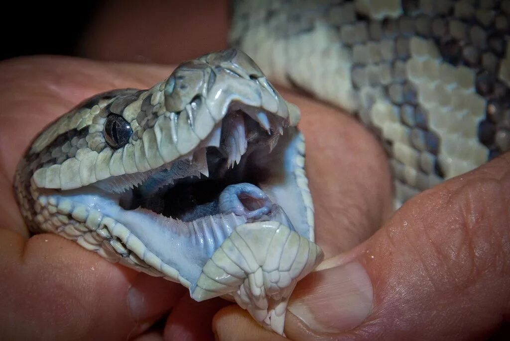 Клыки змеи фото COASTAL CARPET PYTHON-34 Peter Abraham Flickr