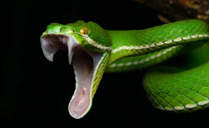 Клыки змеи фото How snakes got their fangs - News