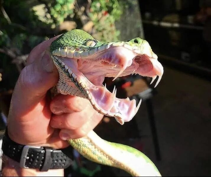 Клыки змеи фото The fangs of the Emerald Tree Boa." Huisdieren, Dieren