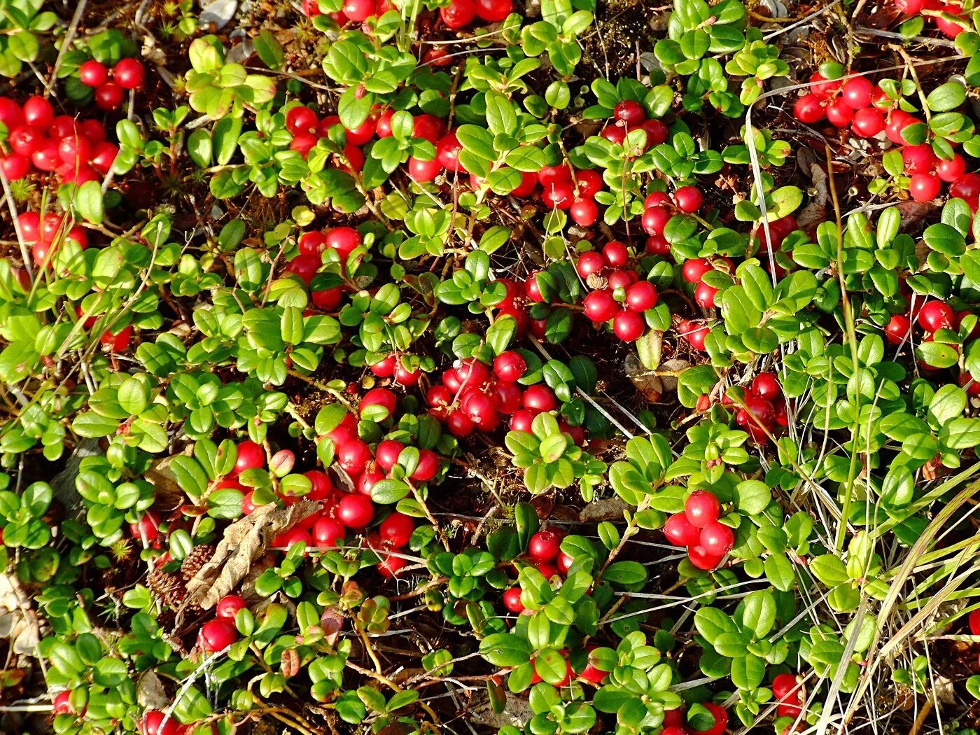 Клюква фото кустарника Vaccinium vitis-idaea - Image of an specimen - Plantarium