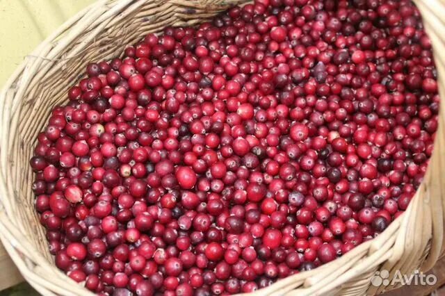 Клюква в банке фото Продам свежую клюкву с бесплатной доставкой купить в Твери Товары для дома и дач