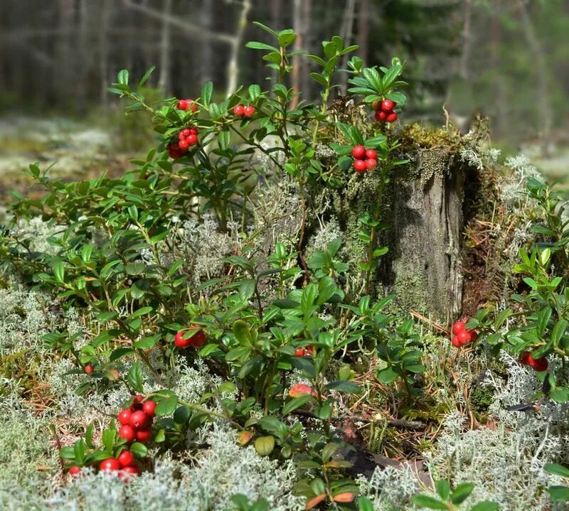 Клюква в лесу фото Семена Брусника Лесная поляна: описание сорта, фото - купить с доставкой или поч