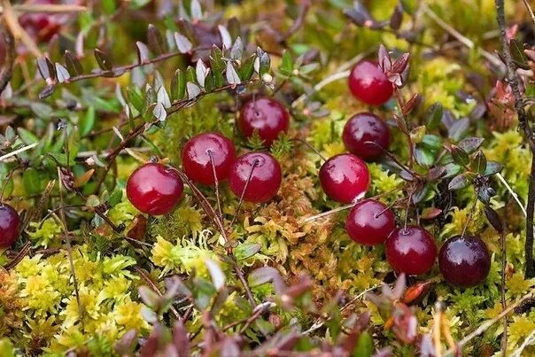 Клюква в лесу фото I will sell Cranberry, 250 liter not purified, 300 liter purified, I will gather