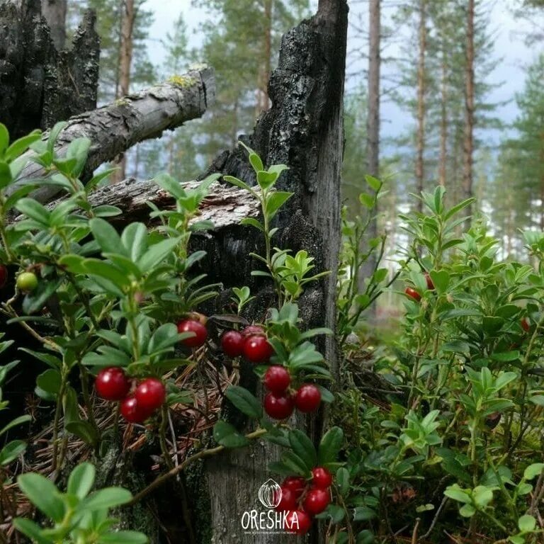 Клюква в лесу фото Брусника дикая лесная семена 15 шт. Питомник Орешка