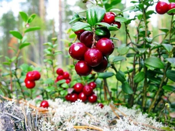 Клюква в лесу фото On the 5th of November, a berries sale fair from Solikamsk will take place on th