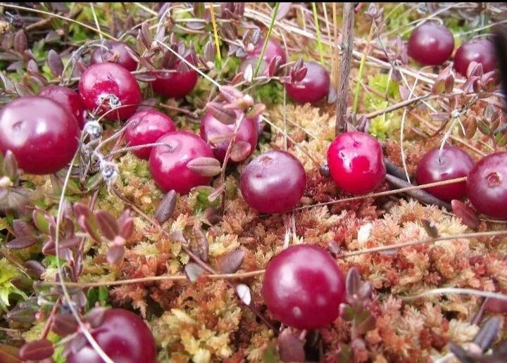 Клюква в природе фото Good afternoon ! Accepting orders for cranberries collected in an eco-friendly a