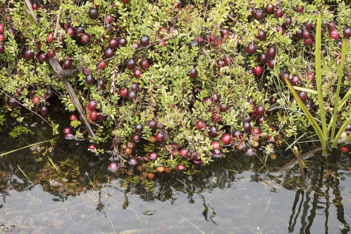 Клюква в природе фото How Do Cranberries Grow: Why Are Cranberries In Water In So Many Pictures Garden