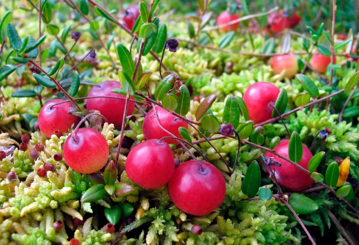 Клюква в природе фото Cranberries Are a Scientific Delicacy Scientific American