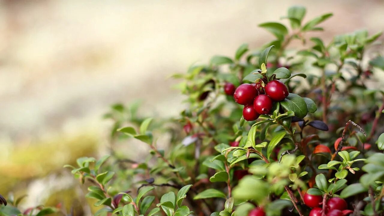 Клюква в природе фото Wallpaper nature, berries, red, bush, leaves hd, picture, image