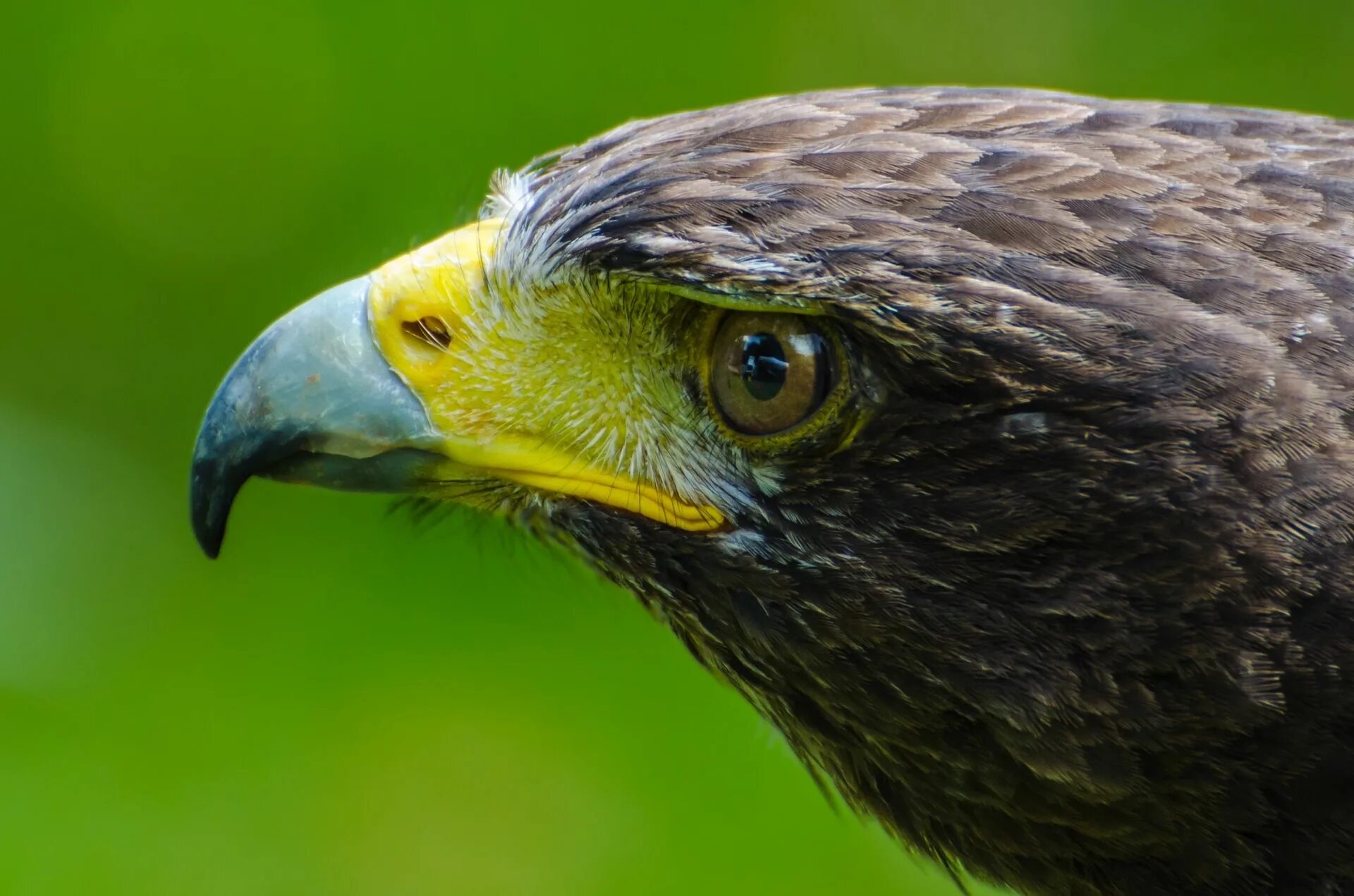 Клюв орла фото Free Images : nature, wing, animal, wildlife, environment, green, beak, eagle, b