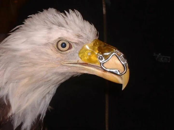 Клюв орла фото Heroic Dentist Saves Bald Eagle Suffering from Gunshot Wound Bald eagle, Eagle, 